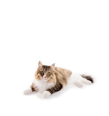 Liegende Katze