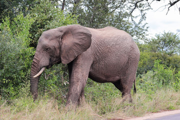 African elephant