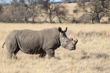 Obraz premium White rhinoceros