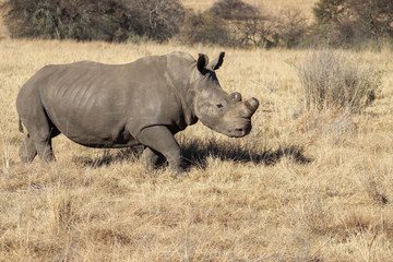 Naklejka premium White rhinoceros