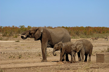 elephant and calves drinking water