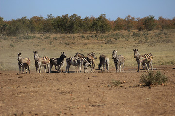 Plains zebra at drinking hole