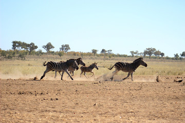 Plains zebra running