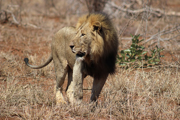 African lion male