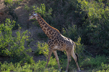 giraffe walking in valley