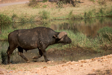 Cape buffalo walking next to river