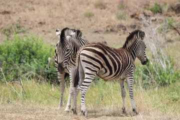Fototapeta na wymiar Zebra standing in the sun