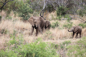 Elephant with 2 calves