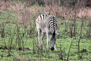 Burchell's zebra