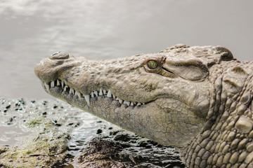 Nile crocodile portrait