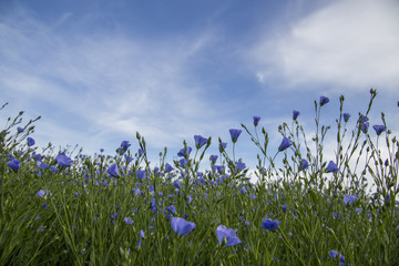 Champs de lin en fleurs