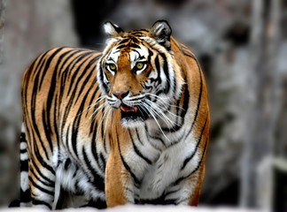 tigre