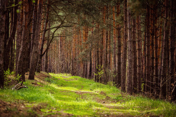 Spruce Forest Landscape. Healthy green trees in a forest of old spruce, fir and pine trees in wilderness of a national park. Ecosystem and healthy environment concepts and background. Europe