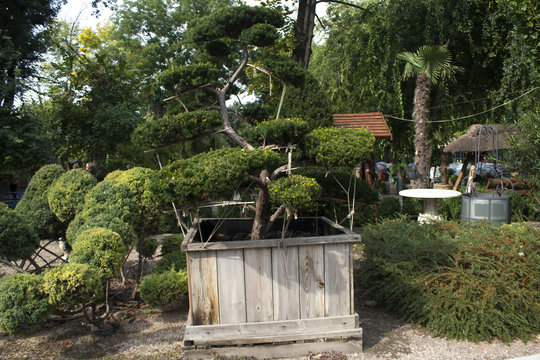 Bonsai in a wooden box. Well. Decorative garden