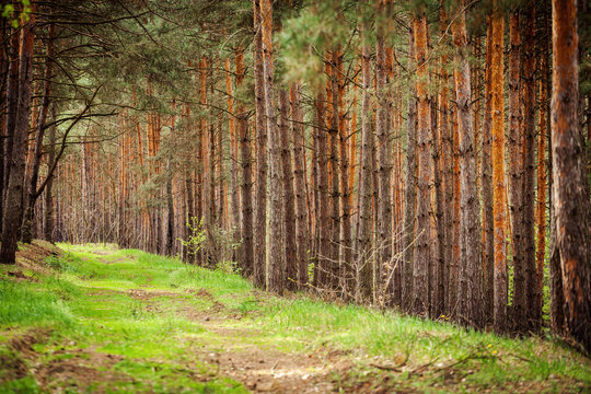 Fototapeta Spruce Forest Landscape. Healthy green trees in a forest of old spruce, fir and pine trees in wilderness of a national park. Ecosystem and healthy environment concepts and background. Europe