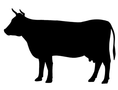 Silhouette of a cow. Cattle. Circuit. Farm. Bull. Black and white drawing by hand.