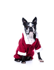 Chien boston terrier de face avec manteau de p&egrave;re no&euml;l sur fond blanc 