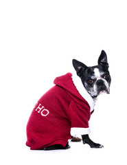 Chien boston terrier de c&ocirc;t&eacute; avec manteau de p&egrave;re no&euml;l sur fond blanc  
