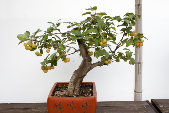 Miniature tree with fruits in a pot. Bonsai.