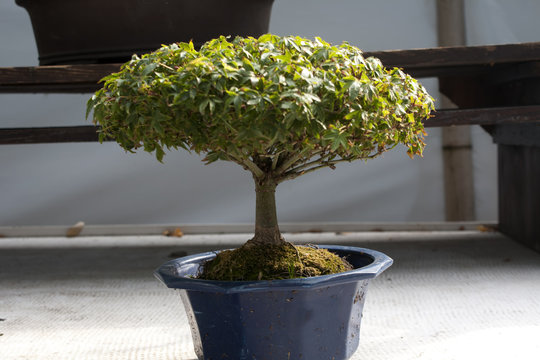 Miniature tree in a pot. Bonsai.