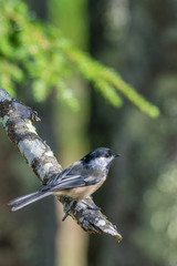 Black Capped Chickadee on a Branch