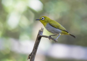 Beautiful bird in nature Oriental White-eye Zosterops palpebrosus 