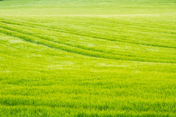 Obraz premium Crops blowing in the wind