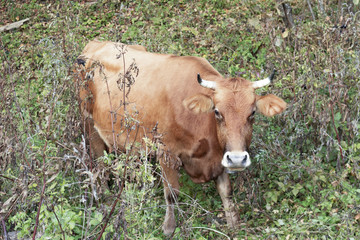 cow