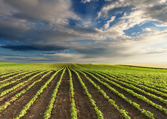 Young green soybean crops at idyllic sunny day