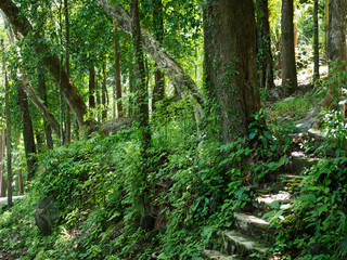 Fototapeta na wymiar Tree in jungle at Khaolak-Lumru National Park Phang-nga, Thailand