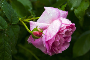 Rose with the rain drops