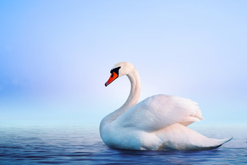 Obraz premium White swan in the foggy lake at the dawn. Morning lights. Romantic background. Beautiful swan. Cygnus. Romance of white swan with clear landscape.
