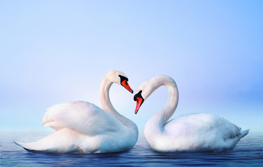 White swan in the foggy lake at the dawn. Morning lights. Romantic background. Beautiful swan. Cygnus. Romance of white swan with clear landscape.