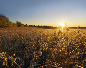 Autumn morning at the soybean field