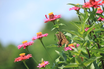 ジニア と キアゲハ