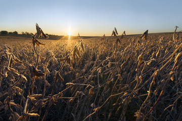 Autumn morning at the soybean field