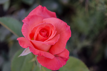 Pink roses