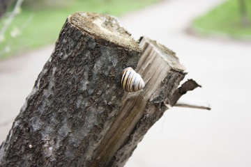 Snail on the old cracked tree
