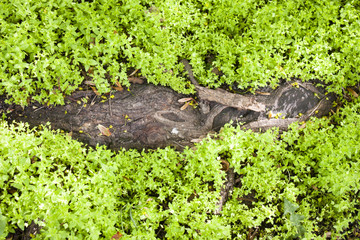 The root of the tree in the grass