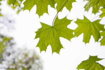 Maple leaves on a gleam