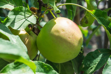 Apples growing on tree