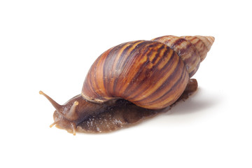 A Garden Snail (Cornu aspersum) isolated on a white background with clipping path.