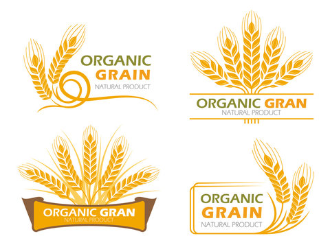 Yellow paddy barley rice organic grain products and healthy food banner sign vector set design