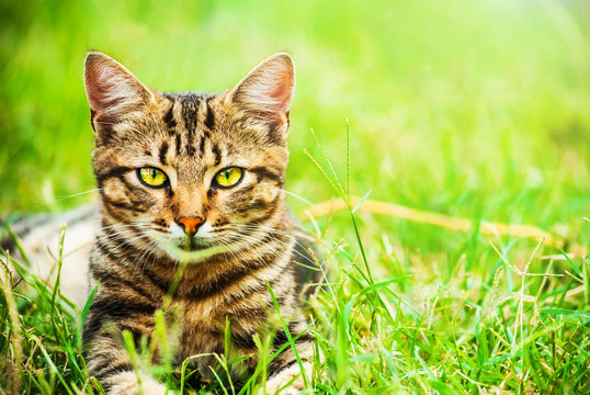 Homeless cat with beautiful eyes and leopard coloring on the grass lies under sun light - Powered by Adobe