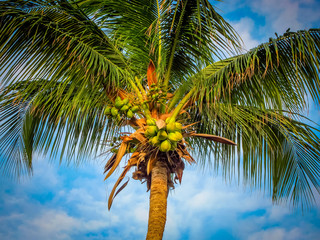 Coconut Palm Tree