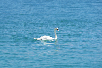 swan in the lake
