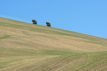 Obraz premium Hill with a tree