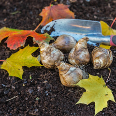 Planting of daffodil bulbs in a flower bed.