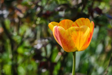 Yellow-red tulip, selective focus