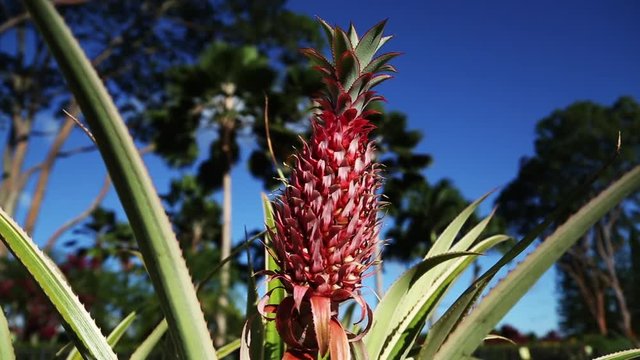 Pineapple in a tree, handheld static Hawaii.